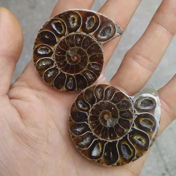 Um par de Naturais Amonita Fósseis Amostra Concha a concha do Nautilus Pompiplius Oceano jasper Tanque de Peixes Pedras de Cura 21mm--25mm
