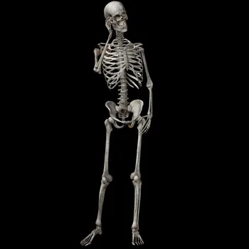 90cm Simulação Esqueleto Humano Enfeite Festa de Halloween Bar Casa Assombrada Adereços