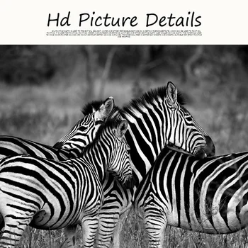 Preto e Branco Zebra Africana Animal Selvagem Paisagem Tela de Pintura de Cartazes e Estampas Cuadros Arte de Parede de Imagem Para a Sala de