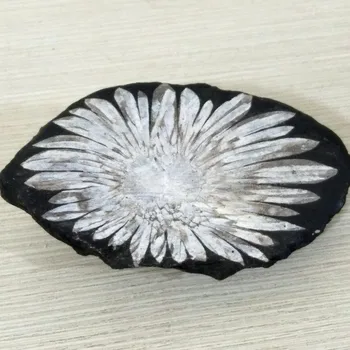 Pedra Natural crisântemo pedra de cristal mineral amostra de decoração de casa de pedra coleção de investigação Científica e de ensino