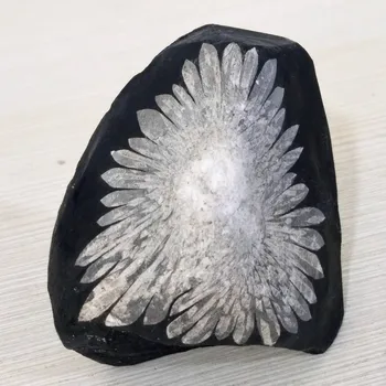 Pedra Natural crisântemo pedra de cristal mineral amostra de decoração de casa de pedra coleção de investigação Científica e de ensino