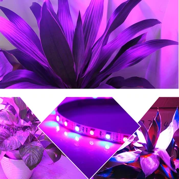 1/2/3/4/5m LED fito Cresce a Luz LED fita para plantas com 2A Adaptador de Energia Interior tenda de luz Jardim de Flores Hidropônico lâmpada