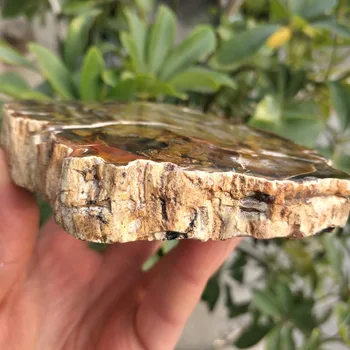 10CM Natural polido de madeira fóssil laje de pedra bruta fatia de amostra